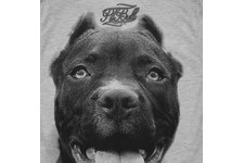 Koszulka Pit Bull Pitbull IR - Szara