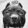 Koszulka Pit Bull Pitbull IR - Biała