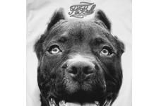Koszulka Pit Bull Pitbull IR - Biała