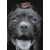 Bluza z kapturem Pit Bull Pitbull IR - Czarna