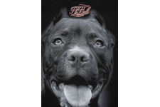 Bluza z kapturem Pit Bull Pitbull IR - Czarna