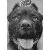 Bluza z kapturem Pit Bull Pitbull IR - Szara