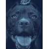 Bluza z kapturem Pit Bull Pitbull IR - Granatowa