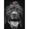 Bluza damska z kapturem Pit Bull Pitbull IR '21 - Czarna