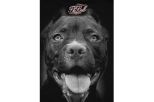 Bluza damska z kapturem Pit Bull Pitbull IR '21 - Czarna