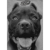 Bluza damska Pit Bull Pitbull IR '21 - Szara