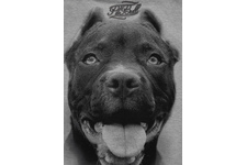 Bluza damska Pit Bull Pitbull IR '21 - Szara