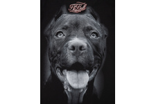 Koszulka damska Pit Bull Pitbull IR'20 - Czarna