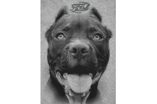 Koszulka damska Pit Bull Pitbull IR'20 - Szara