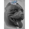 Bluza Pit Bull Red Nose II '20 - Szara