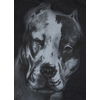 Bluza Pit Bull San Diego II'20 - Grafitowa